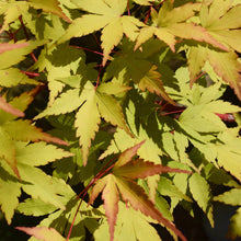Buitenplant - Acer palmatum 'Summergold' - Japanse Esdoorn - Pot Ø 19cm Hoogte ↕ 70cm