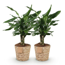 Green BoutiQ - Green is... Kamerplanten - Dracaena fragrans Steudneri - Drakenbloedboom - Weinig onderhoud - met mand - Groen - 2 Planten - Pot 17cm - Hoogte 50-55cm