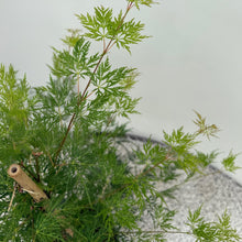 Buitenplant 2x Acer palmatum Emerald Lace - Pot Ø 19cm Hoogte ↕ 70cm