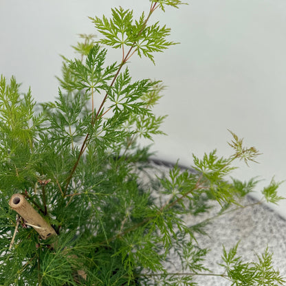 Buitenplant 2x Acer palmatum Emerald Lace - Pot Ø 19cm Hoogte ↕ 70cm