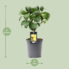 Kamerplant - Citrus Lemon op Stam - Pot Ø 15cm Hoogte ↕ 35cm