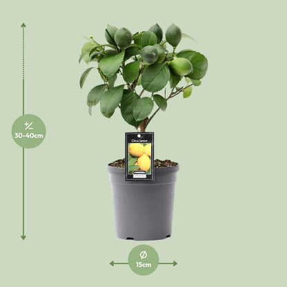 Kamerplant - Citrus Lemon op Stam - Pot Ø 15cm Hoogte ↕ 35cm