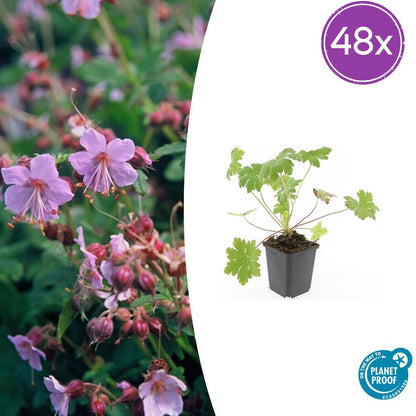 Buitenplant 48x Geranium macr. 'Ingwersen's Var.' - Bloeiend - Pot Ø 9cm Hoogte ↕ 10-25cm