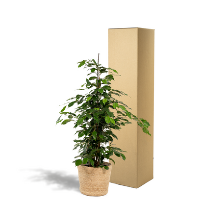 Kamerplant - Ficus benjamina Danielle - Inclusief mand - Pot Ø 21cm Hoogte ↕ 95cm