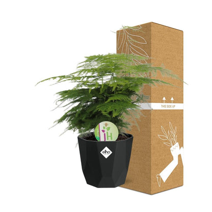 Kamerplant - Asparagus 'Plumosus' - Pot Ø 14cm