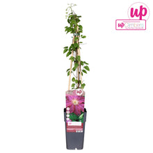 Buitenplant - Clematis Ernest Markham - Bloeiend - Pot Ø 15cm Hoogte ↕ 65cm