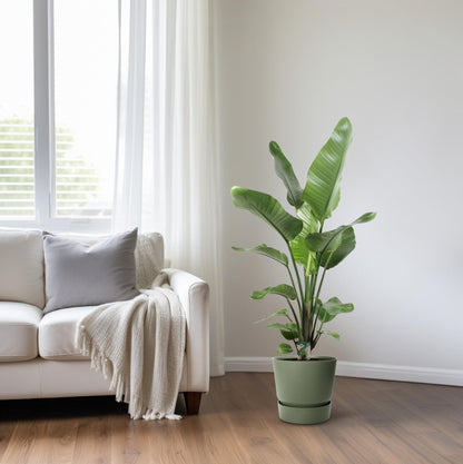 Kamerplant - Strelitzia Nicolai - Hoogte ↕ 35-250cm