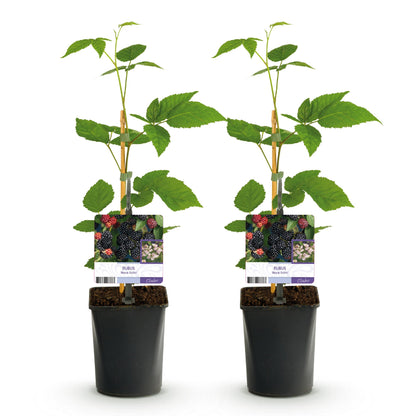Buitenplant 2x Rubus Black Satin - Doornloze zwarte braam - Pot Ø 11cm Hoogte ↕ 40cm