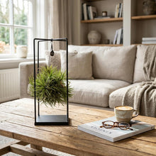 Kamerplant - Tillandsia Luchtplant in Decor - Pot Ø 14cm Hoogte ↕ 37cm