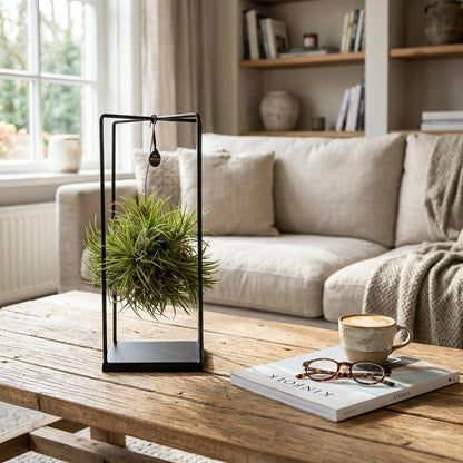 Kamerplant - Tillandsia Luchtplant in Decor - Pot Ø 14cm Hoogte ↕ 37cm