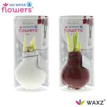 Kamerplant 2x Waxz Amaryllis Colorz - Pot Ø 7cm Hoogte ↕ 15cm