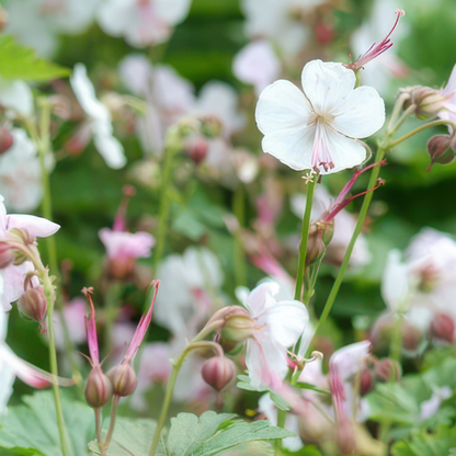 Buitenplant 6x Geranium - Bloeiend - Pot Ø 5cm Hoogte ↕ 10cm
