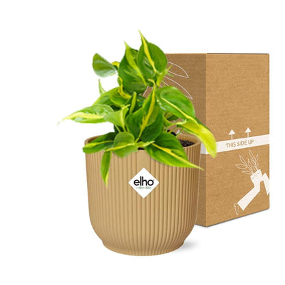 Kamerplant - Philodendron Scandens 'Brasil' - Hangplant - Pot Ø 14cm