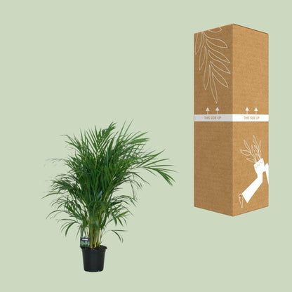 Kamerplant - Dypsis Lutescens - Luchtzuiverend - Pot Ø 19cm Hoogte ↕ 100cm