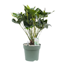 Kamerplant - Anthurium Arrow - Pot Ø 30cm Hoogte ↕ 80cm