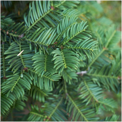 Buitenplant 6x Taxus baccata - Winterhard - Haagplant 1 meter