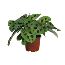 Kamerplant - Maranta Leuconeura Kerchoveana - Pot Ø 12cm Hoogte ↕ 30cm