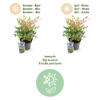 Buitenplant - Nandina domestica 'Twilight' - Groenblijvend - Pot Ø 17cm Hoogte ↕ 45cm