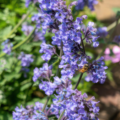Buitenplant 12x Nepeta 'Six Hills Giant' - Bloeiend - Pot Ø 9cm Hoogte ↕ 10-25cm