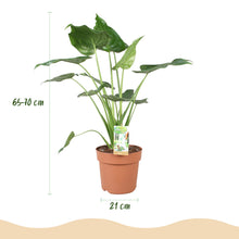 Kamerplant - Alocasia Cucullata - Pot Ø 21cm Hoogte ↕ 65-70cm