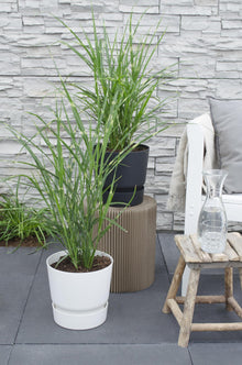 Buitenplant - Miscanthus sinensis Strictus - Pot Ø 19cm Hoogte ↕ 50cm