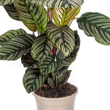 Kamerplant - Calathea Ornata Sanderiana - Pot Ø 17cm Hoogte ↕ 40-50cm