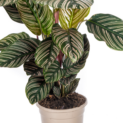 Kamerplant - Calathea Ornata Sanderiana - Pot Ø 17cm Hoogte ↕ 40-50cm