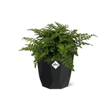 Kamerplant - Asplenium Parvati - Pot Ø 14cm