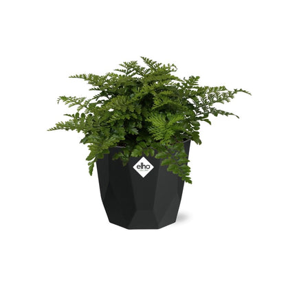 Kamerplant - Asplenium Parvati - Pot Ø 14cm