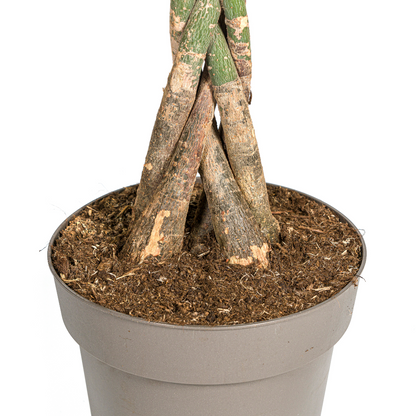 XL kamerplant - Pachira Aquatica - Pot Ø 27cm Hoogte ↕ 130-150cm