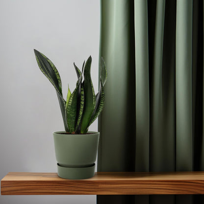 Kamerplant - Sansevieria Whitney - Pot Ø 12cm Hoogte ↕ 27cm