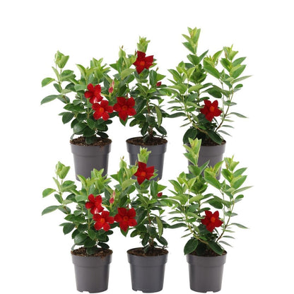 Buitenplant 6x Dipladenia Red - Mandevilla rood - Pot Ø 12cm Hoogte ↕ 25cm