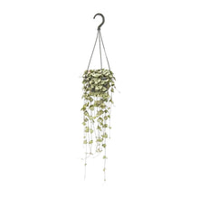 Kamerplant - Ceropegia Woodii - Hangplant - Pot Ø 14cm Hoogte ↕ 50cm