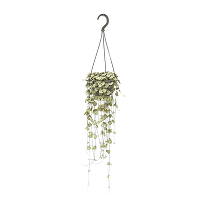 Kamerplant - Ceropegia Woodii - Hangplant - Pot Ø 14cm Hoogte ↕ 50cm