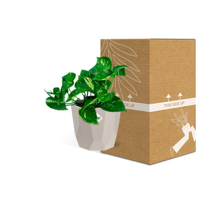 Kamerplant - Epipremnum Pinnatum 'Aureum' - Pot Ø 14cm