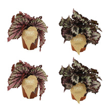 Kamerplant 4x Begonia Rex - Merenque en Sardanna - Pot Ø 12cm Hoogte ↕ 25cm