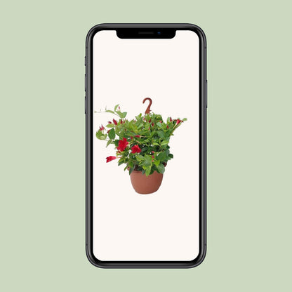 Buitenplant - Sundaville Hanging Basket Tricolor - Bloeiend - Pot Ø 25cm Hoogte ↕ 50cm