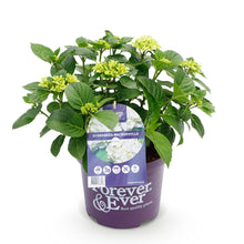 Buitenplant - Hydrangea Forever & Ever Wit - Bloeiend - Pot Ø 23cm Hoogte ↕ 55cm