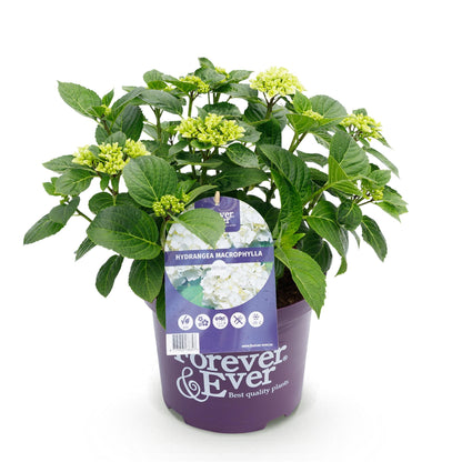 Buitenplant - Hydrangea Forever & Ever Wit - Bloeiend - Pot Ø 23cm Hoogte ↕ 55cm