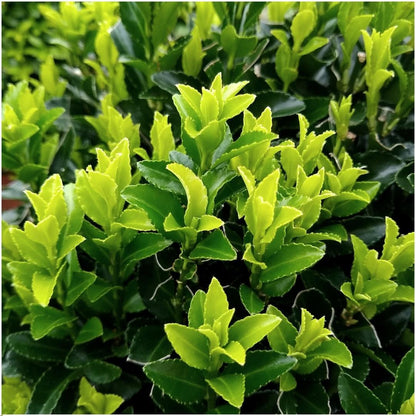 Buitenplant - Euonymus japonicus 'Green Spire' - Haagplant set 6 stuks - Winterhard