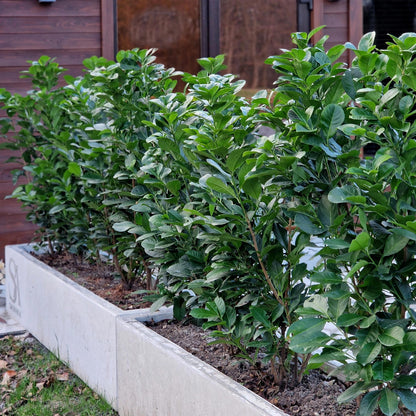 Buitenplant 6x Prunus laurocerasus 'Etna' - Groenblijvend, Haagplant - Pot Ø 17cm Hoogte ↕ 50cm