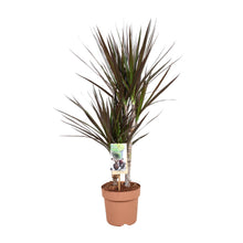 Kamerplant - Dracaena Magenta - Pot Ø 17cm Hoogte ↕ 80cm