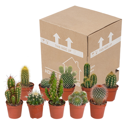 Kamerplant 10x Cactus Mix - Zonder pot - Pot Ø 5.5cm