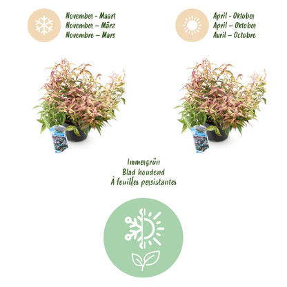 Buitenplant 2x Leucothoe Makijaz - Groenblijvend - Pot Ø 17cm Hoogte ↕ 45cm
