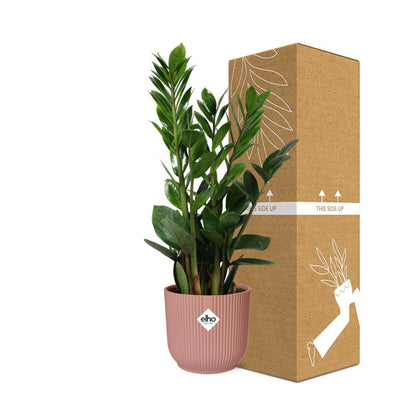 Kamerplant - Zamioculcas - Pot Ø 14cm Hoogte ↕ 45-50cm