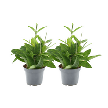 Kamerplant 2x Dracaena Surculosa - Pot Ø 14cm Hoogte ↕ 40cm