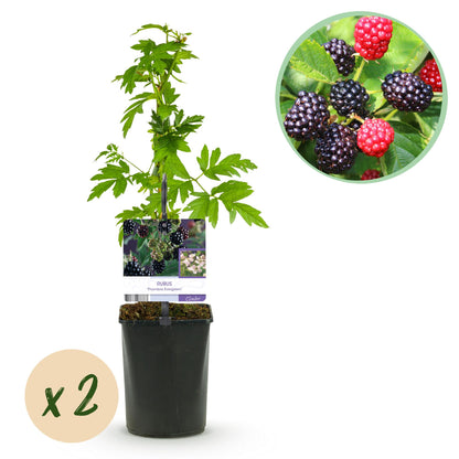Buitenplant 2x Rubus Thornfree Evergreen - Doornloze zwarte braam - Pot Ø 11cm Hoogte ↕ 40cm