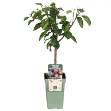 Buitenplant - Prunus Domestica Reine Victoria Pruim - Pot Ø 19cm Hoogte ↕ 70cm