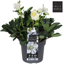 Buitenplant - Helleborus Niger 'Christmas Carol' - Bloeiend - Pot Ø 17cm Hoogte ↕ 30cm