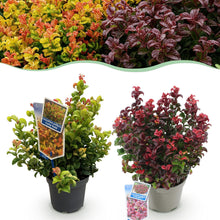 Buitenplant 2x Leucothoe Curly Duo - Groenblijvend - Pot Ø 17cm Hoogte ↕ 40cm